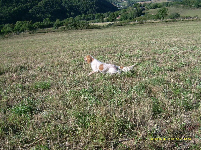 LES CHIENS DE LA ROUSSE DES BORDS D'HERAULT EN ACTION