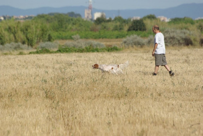 CHIENS ISSUS DE L'ELEVAGE