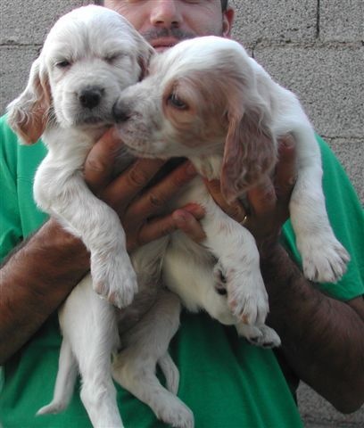 CHIOTS ISSUS DE L'ELEVAGE